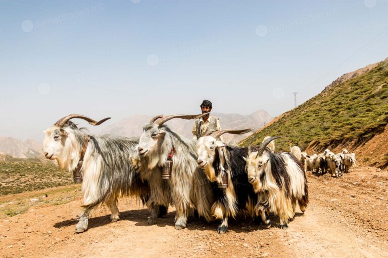Goats pack - Bakhtyari Nomad - by Alireza Damadzadeh